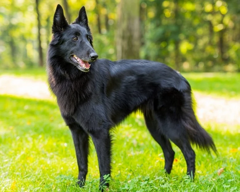 Černý belgický ovčák groenendael stojí na trávníku v lese.