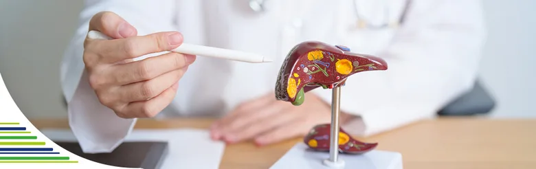 Lékař ukazuje na anatomický model jater při vysvětlení žloutenky.