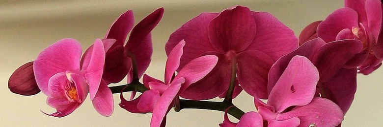 Růžové květy faleropisných orchidejí v plném rozkvětu.
