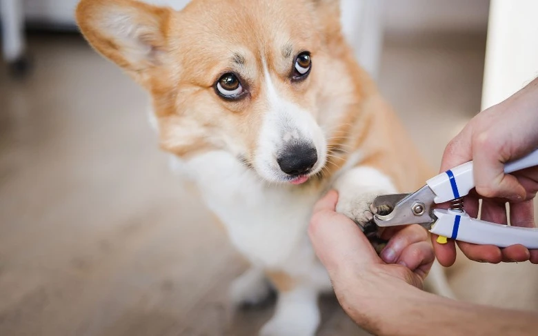 Ostřihování drápů psu pomocí nůžek na nehty.