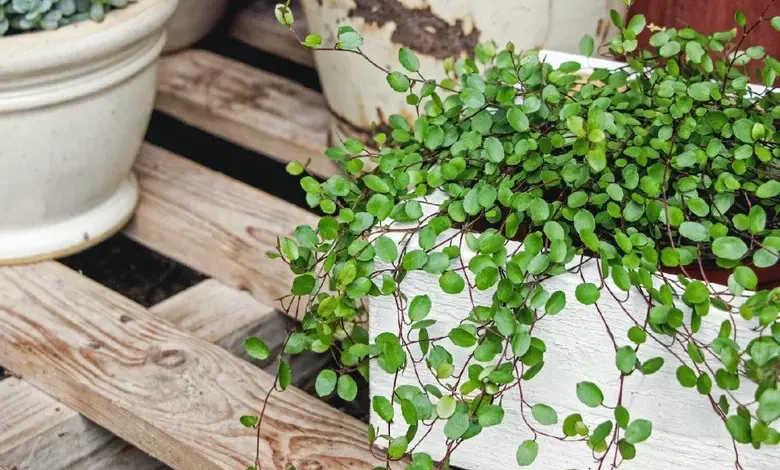 Trailing succulent plant in white planter