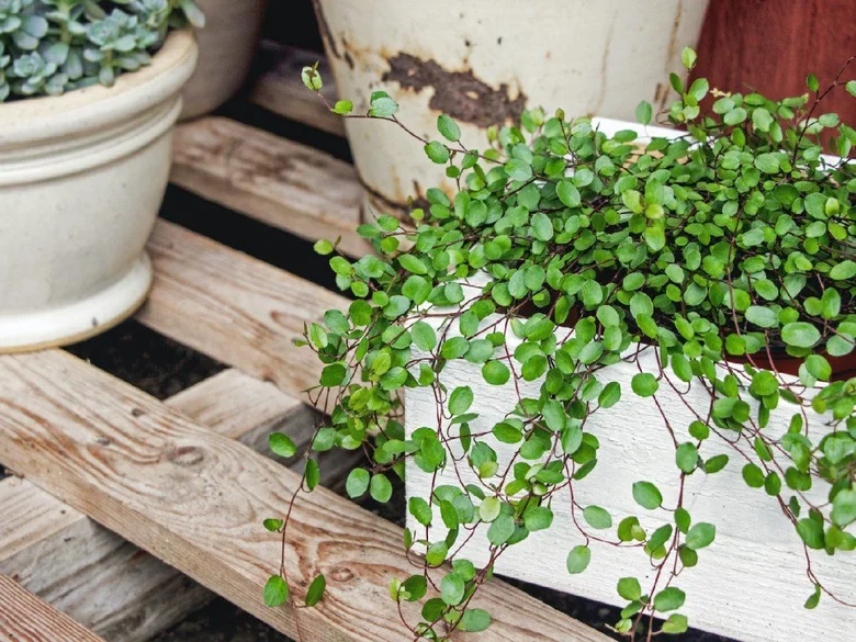 Trailing succulent plant in white planter
