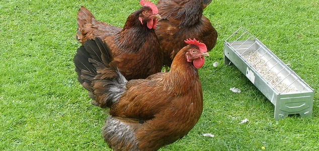Tři hnědé slepice stojí na trávě vedle krmítka.