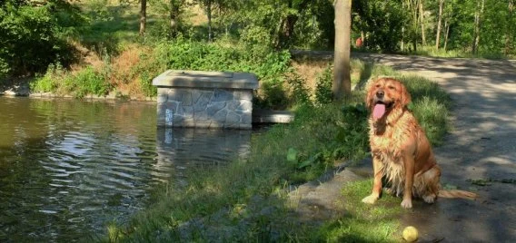 Golden retriever by water