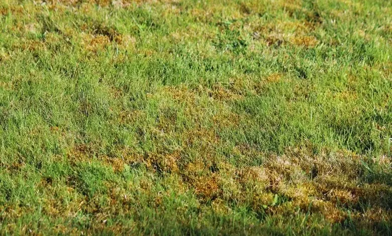 Meš v trávníku rostoucí mezi zelenými travinami.