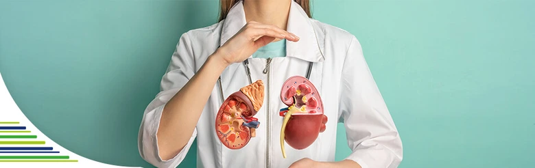 Doctor with kidney models