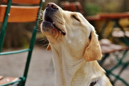 Žlutý labradorík hledí nahoru s otevřenou pusou.