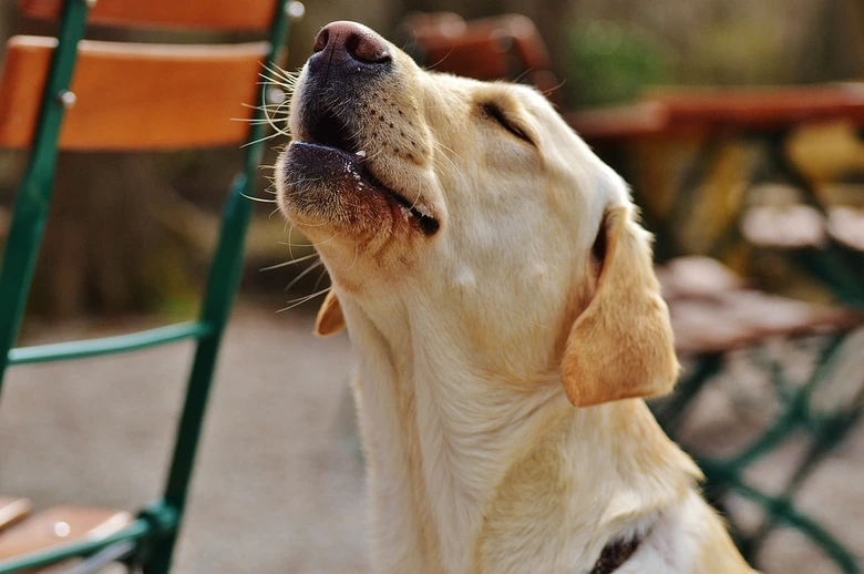 Žlutý labrador vyje s hlavou skloněnou dozadu venku.