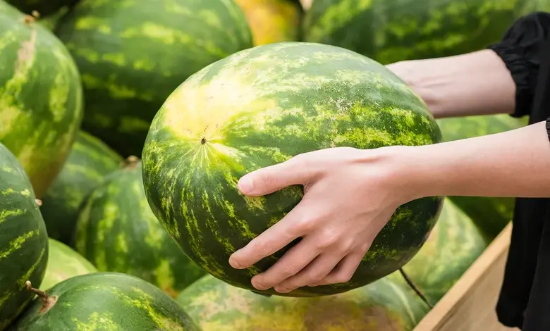 Ruční kontrola zralého vodnímelounu v tržnici.