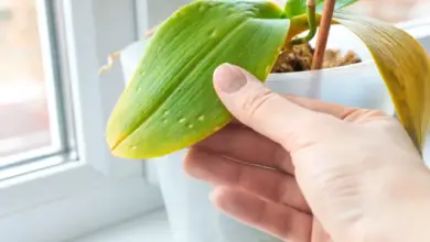 Ruka drží list orchideje s hnědými skvrnami u okna.