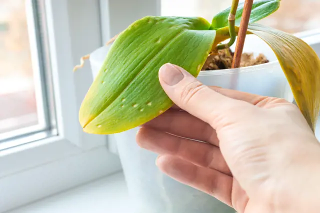Ruka drží list orchideje s hnědými skvrnami u okna.