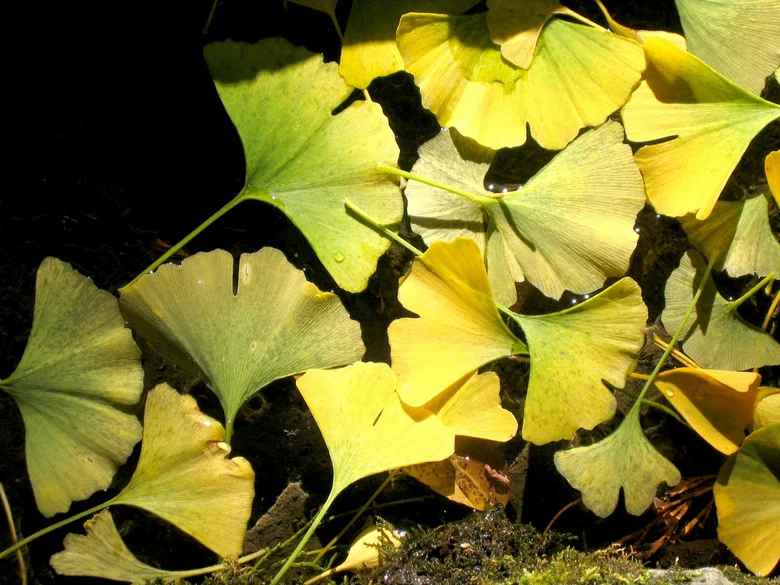 Žluté listy Ginkgo biloba plavou na vodě.