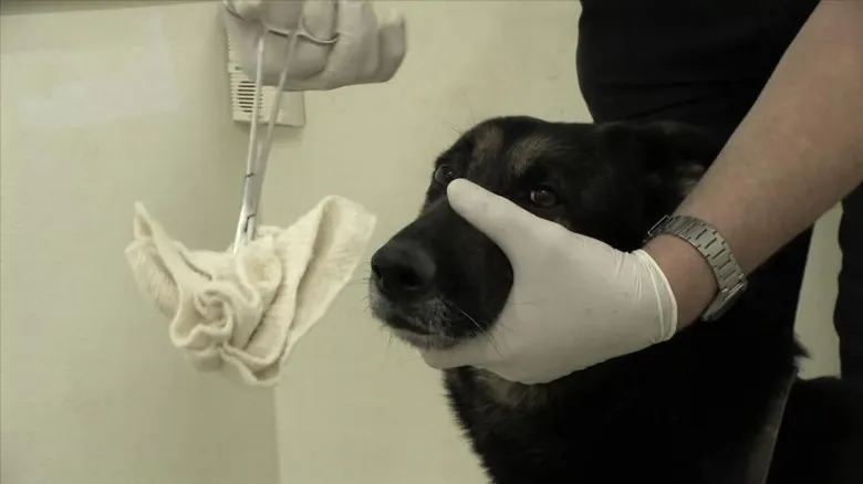 Pes je vyšetřován veterinářem v ordinaci.