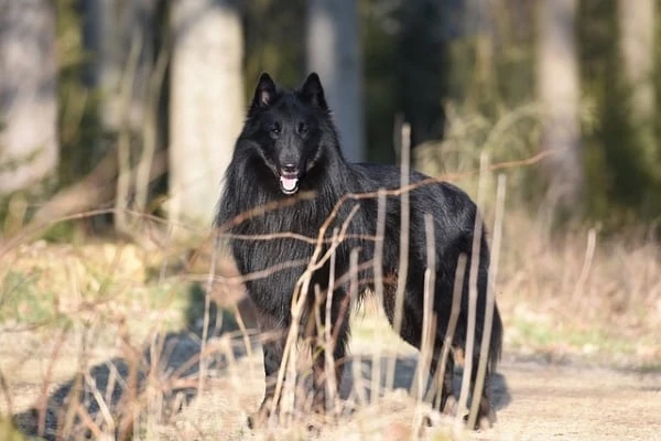 Černý belgický ovčák Groenendael stojí v lesní clearingu.