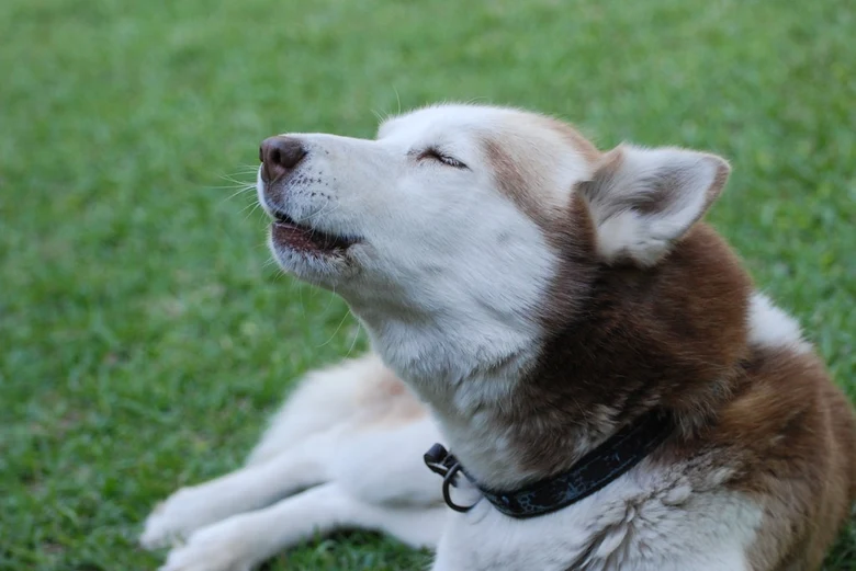 Husky leží na trávě a vyje s zavřenýma očima.