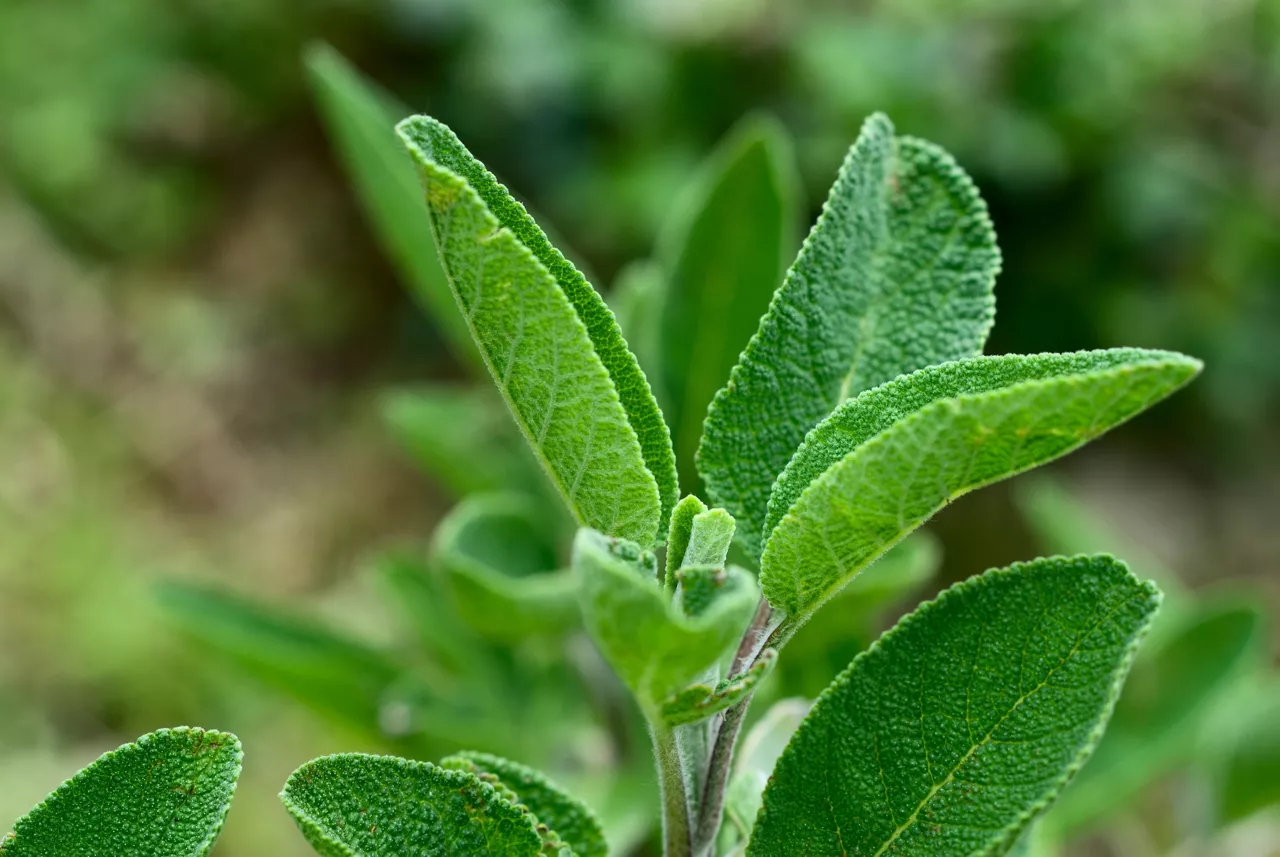 Blízko na listech šalvěje lékařské Salvia officinalis
