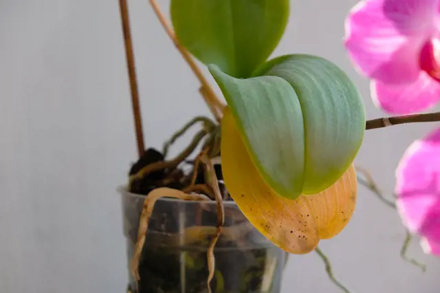 Žloutnoucí list na orchideji v květináči s růžovými květy.