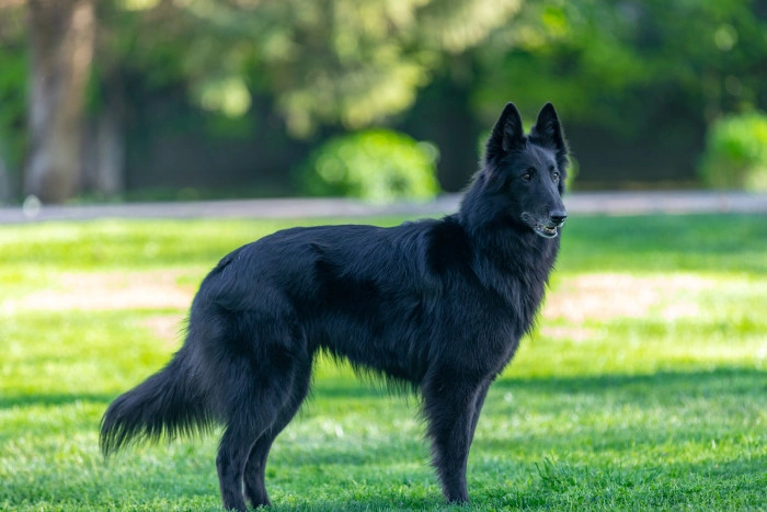 Černý belgický ovčák groenendael stojí na trávníku.