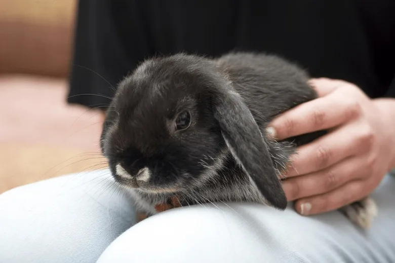 Černý králík sedící na koleni osoby.