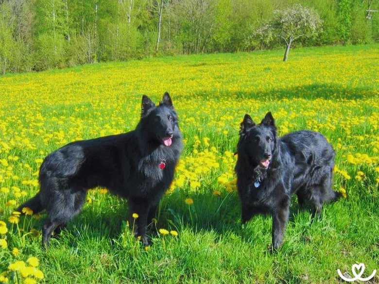 Dva černí belgičtí ovčáci Groenendael stojí na louce s žlutými květy.