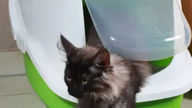 Koťe vystupuje z uzavřené kočičí toalety na podlahu.