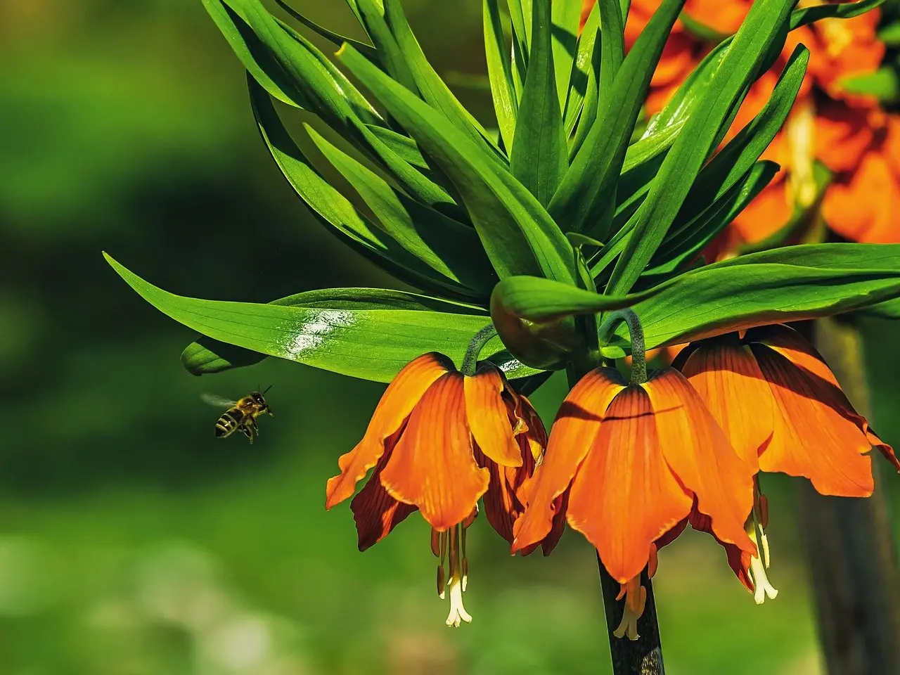 Crown imperial flower with bee
