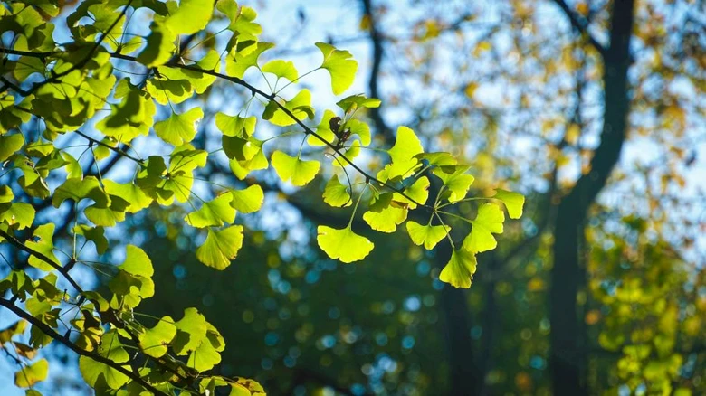 Zelené listy Ginkgo biloba na větvích pod sluncem.