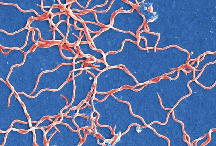 Neisseria meningitidis bacteria