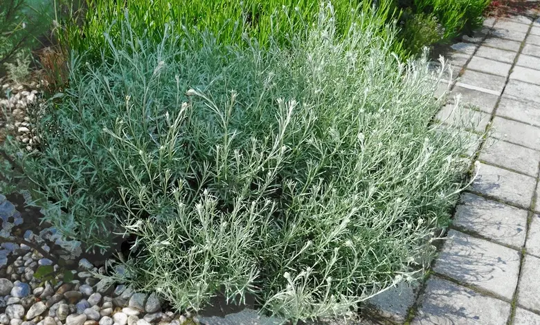 Helichrysum italicum rostoucí v zahradě vedle dlažby.