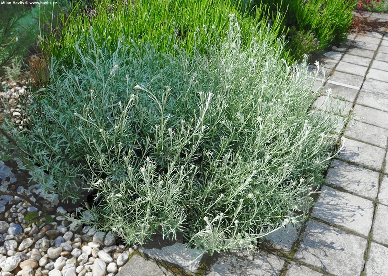 Helichrysum italicum rostoucí v zahradě vedle dlažby.