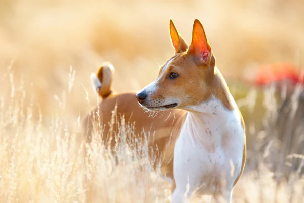 Basenji pes stojí na sluneční louce.