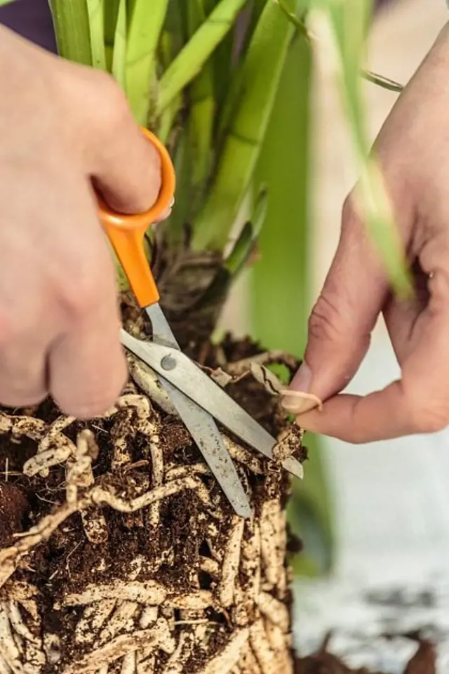Ruční řezání kořenů orchideje nůžkami při péči o rostlinu.