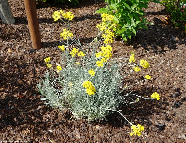 Helichrysum italicum s rostoucími žlutými květy v zahradním záhonu.