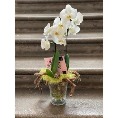 Bílá orchidej v skleněném květináči na kamenných schodech.
