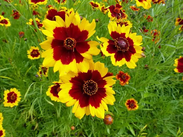 Zlatožluté velkokvěté krásnoočka s červeným středem v zahradě.