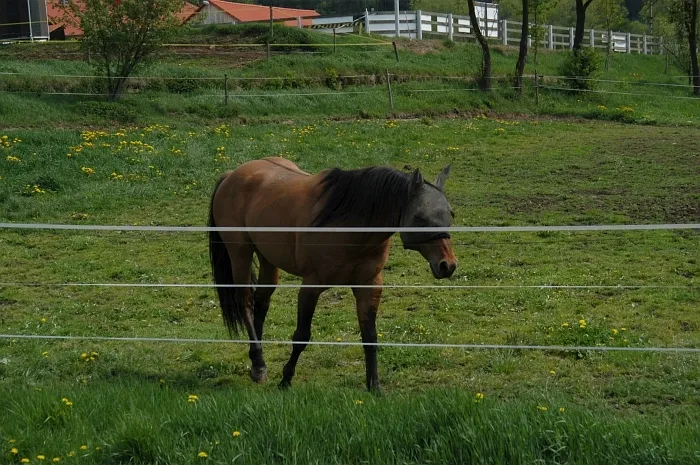 Kůň v poli s elektrickým ohradníkem pro chov zvířat