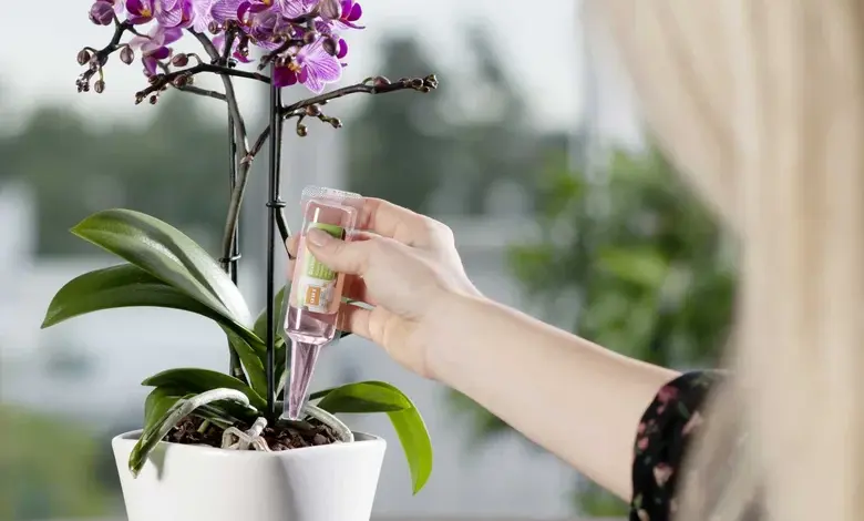 Osoba zalévá fialovou orchidej v bílém květináči kapátkem.