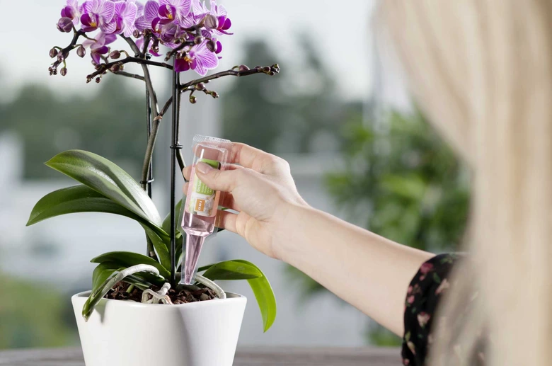 Osoba podává tekutý hnojivo do květináče s fialovou orchidejí.