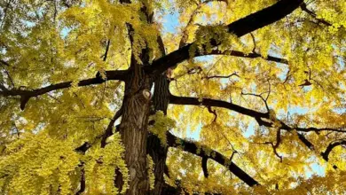 Vysoký strom ginkgo biloba s žlutými listy pod modrou oblohou.