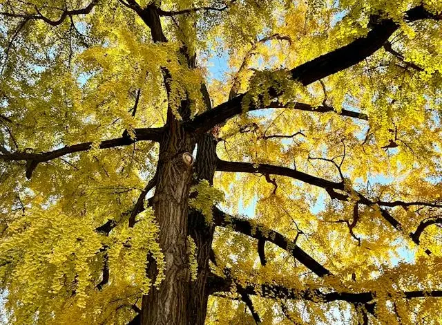 Vysoký strom ginkgo biloba s žlutými listy pod modrou oblohou.