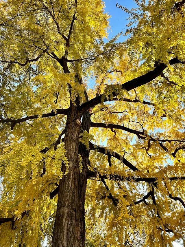 Vysoký strom ginkgo biloba s žlutými listy pod modrou oblohou.