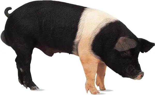 Černobílé prasátko rasy kune kune stojící na bílém pozadí.