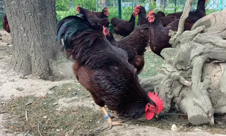 Černé kohouty a kuřata hledají potravu venku.
